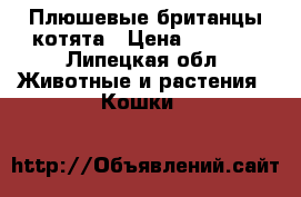 Плюшевые британцы котята › Цена ­ 2 500 - Липецкая обл. Животные и растения » Кошки   